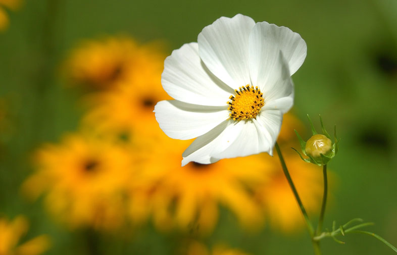 Photo of a flower with blurred background